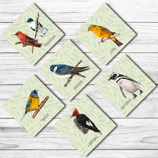 6 Posavasos Aves de Chile