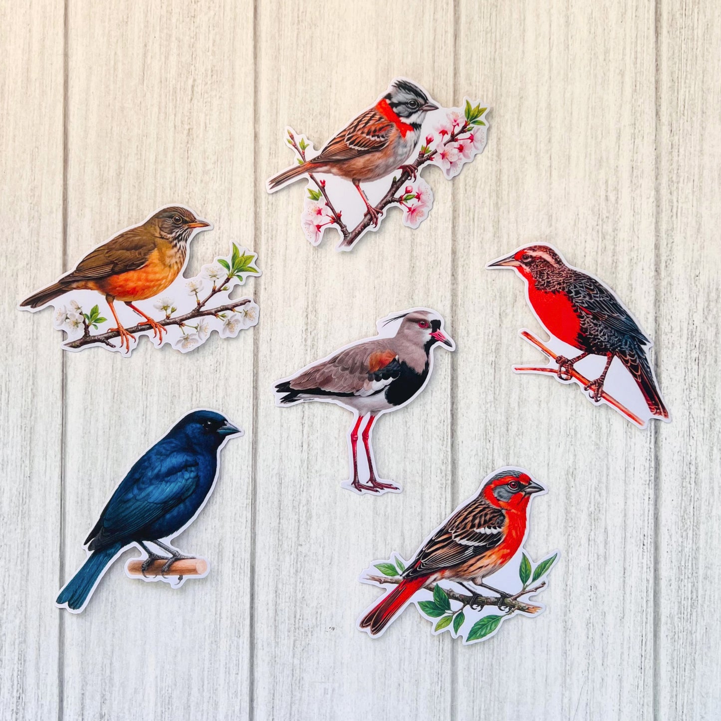 Set de Stickers Aves de tu Jardin