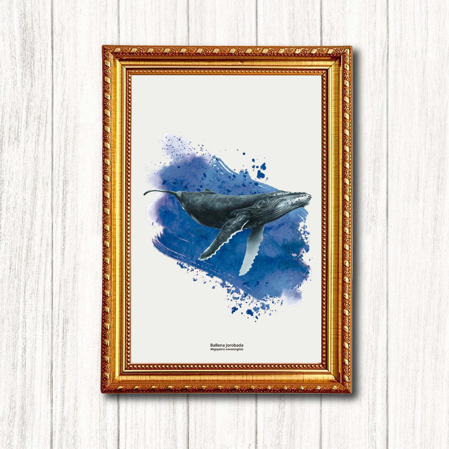 Cuadro Ballena Jorobada