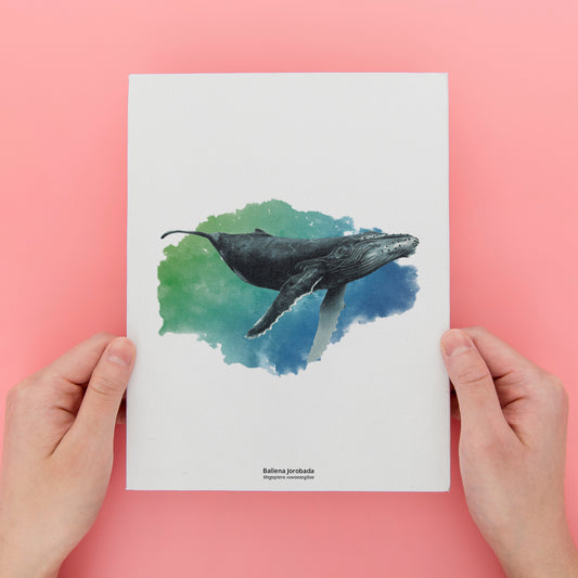 Set de 6 Láminas Patagonia