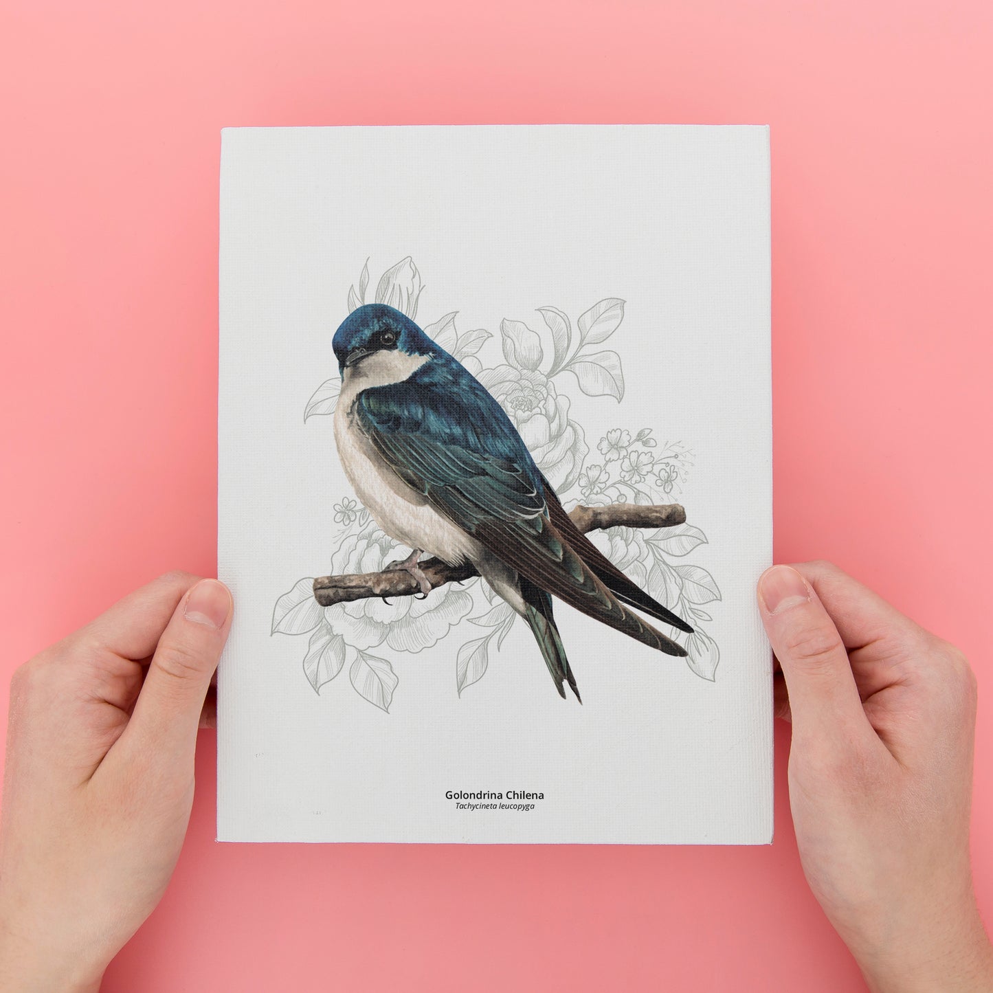 Set de 4 láminas Aves de Chile 3