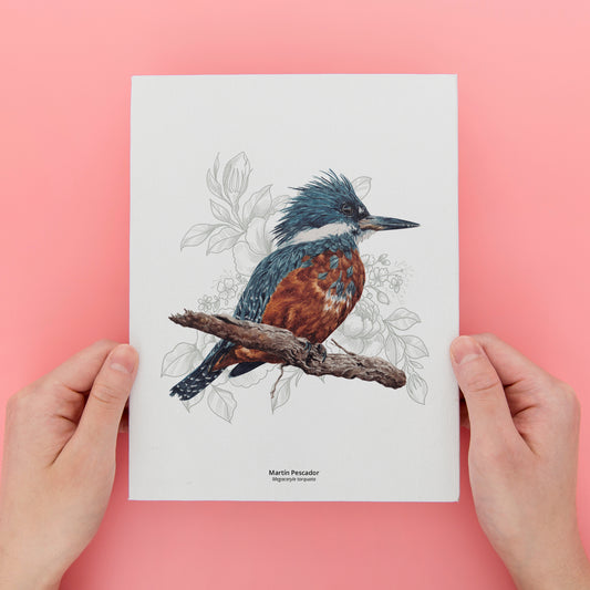 Set de 4 láminas Aves de Chile 2