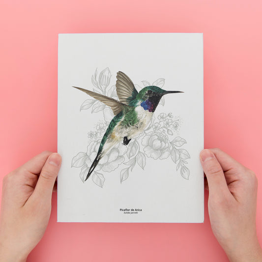 Set de 4 láminas Aves de Chile 3