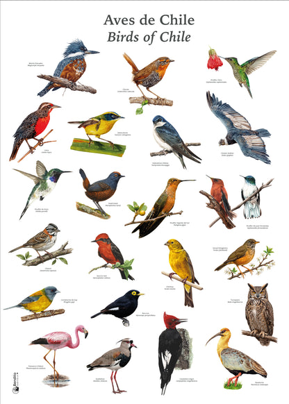 Afiche Aves de Chile 50 x 70 cms.