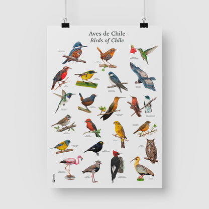 Afiche Aves de Chile 50 x 70 cms.
