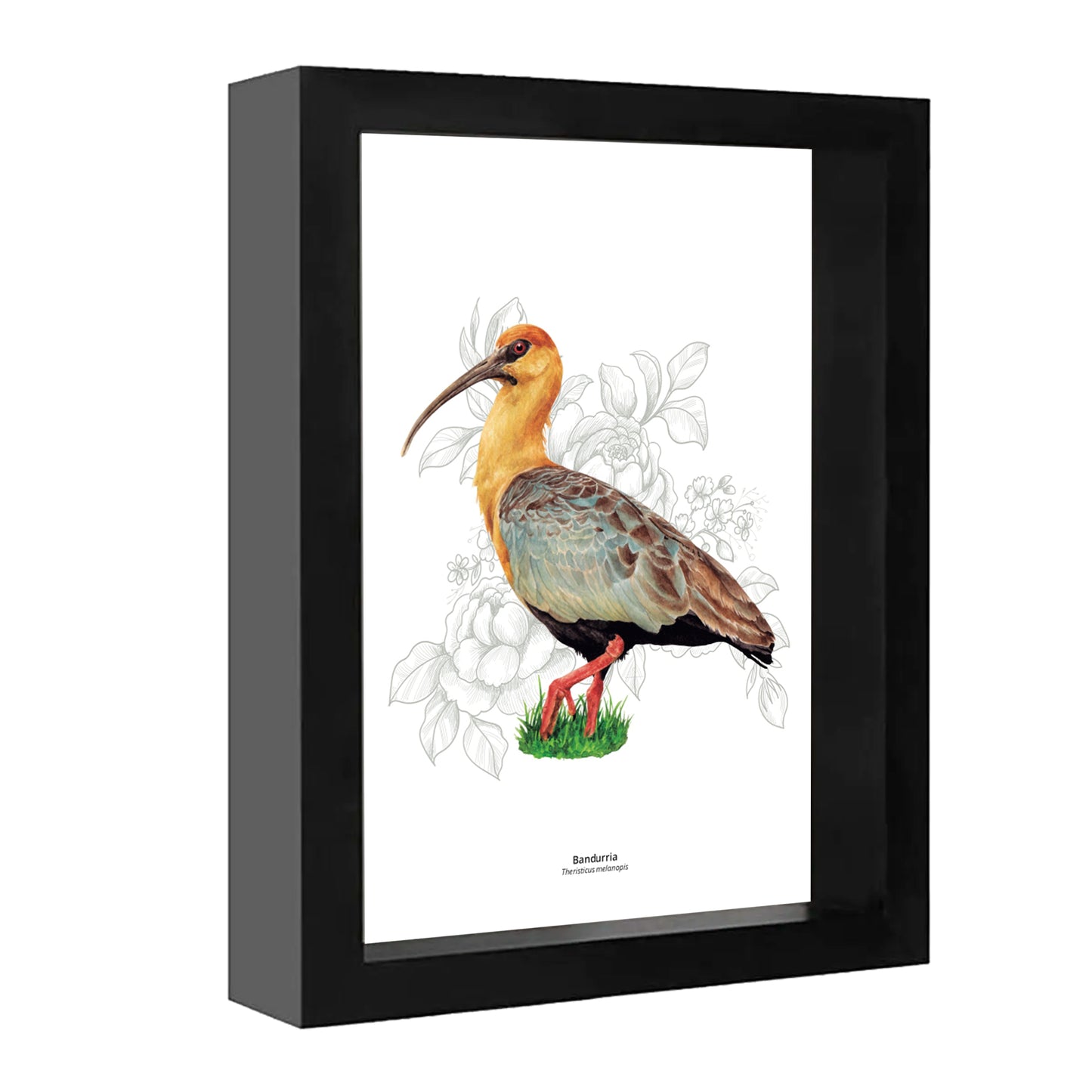 Set de 4 Cuadritos Aves del Sur