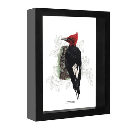 Set de 4 Cuadritos Aves del Sur