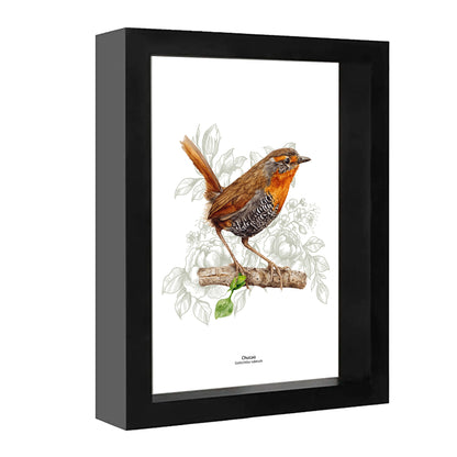 Set de 4 Cuadritos Aves del Sur