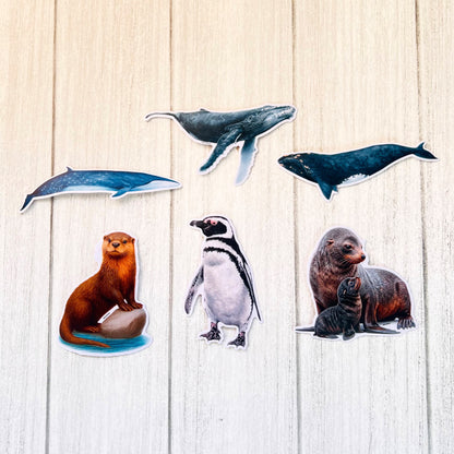 Set de Stickers Mar de Chile