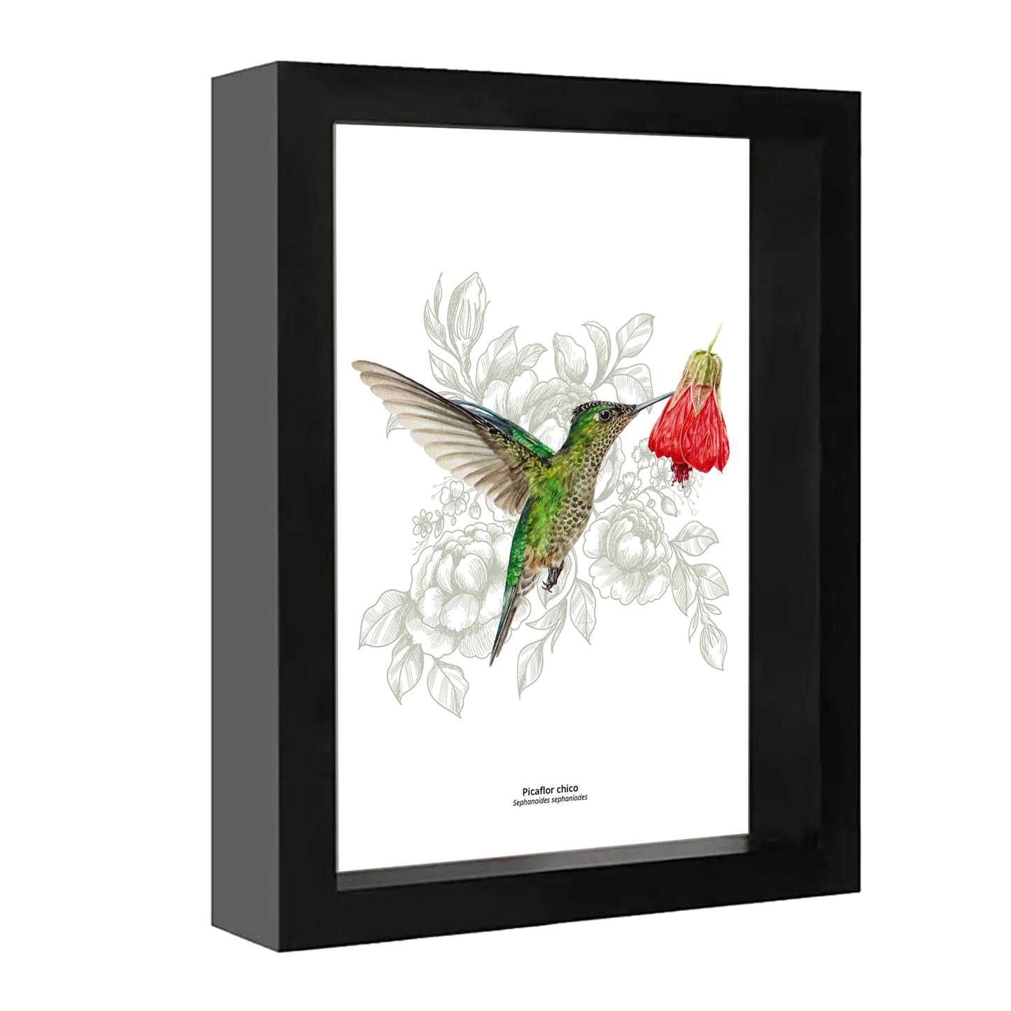 Set de 4 Cuadritos Picaflores