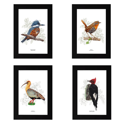 Set de 4 Cuadritos Aves del Sur