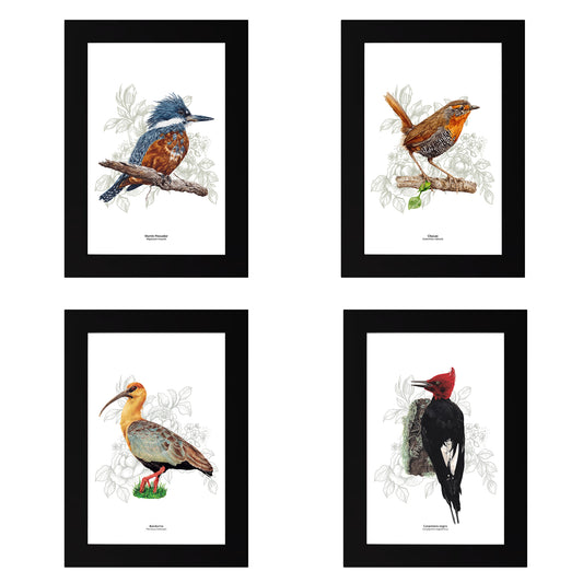 Set de 4 Cuadritos Aves del Sur
