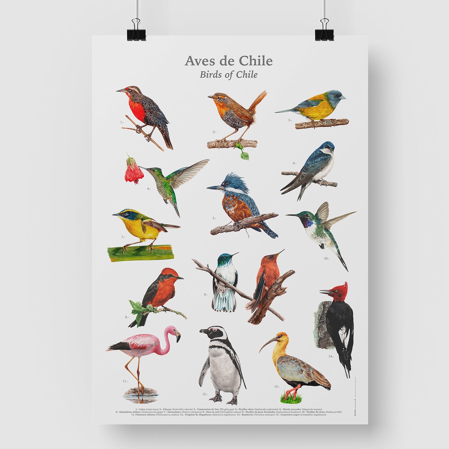 Afiche Aves de Chile 50 x 70 cms.