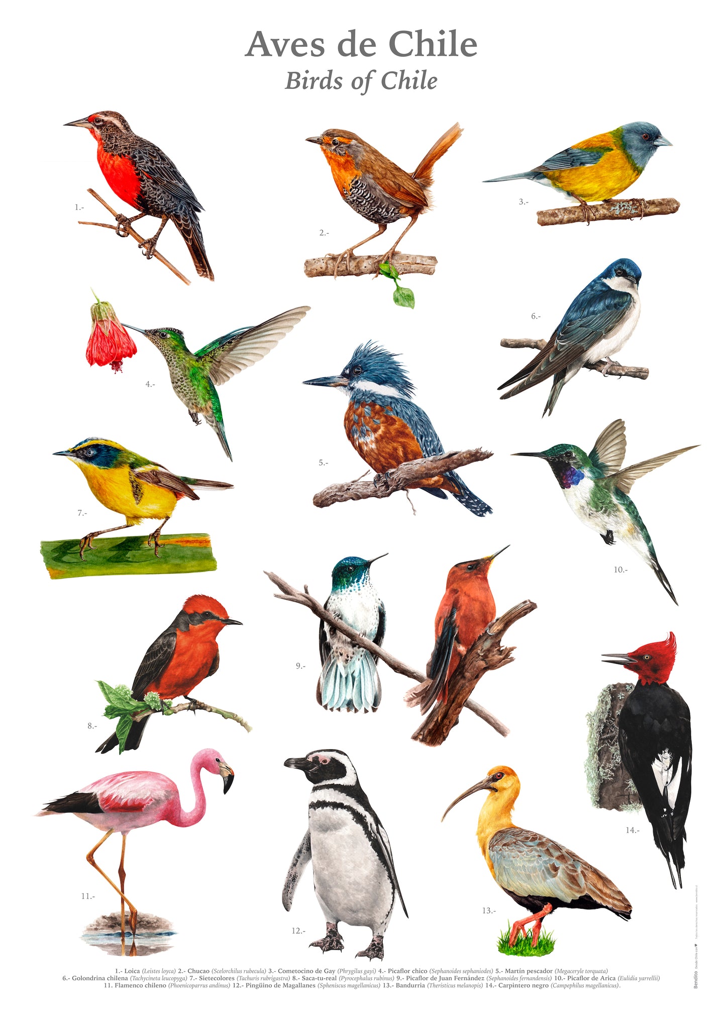 Afiche Aves de Chile 50 x 70 cms.